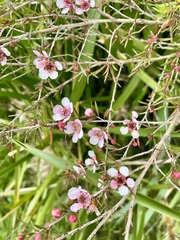 Leptospermum scoparium