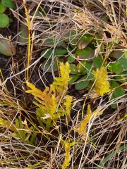Selaginella uliginosa