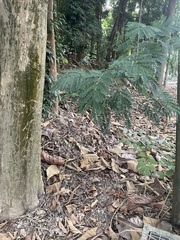 Leucaena