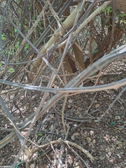 Cyphostemma hypoleucum