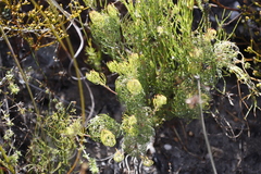 Serruria inconspicua