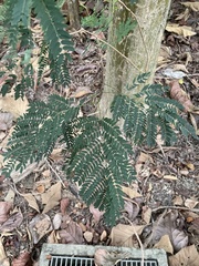 Leucaena