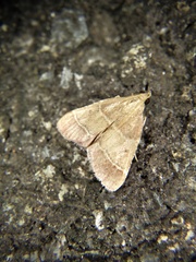 Tegulifera bicoloralis
