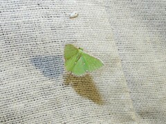 Argyrocosma inductaria