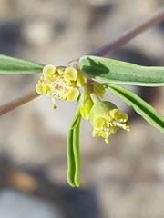 Euphorbia parryi