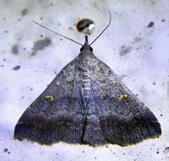 Tetanolita palligera