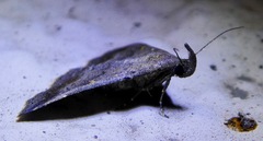 Tetanolita palligera