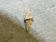 Parapoynx diminutalis