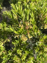 Diospyros glabra