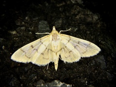 Patania chlorophanta