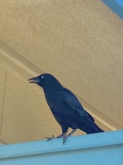 Corvus brachyrhynchos