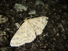 Idaea auricruda