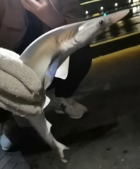 Scoliodon macrorhynchos