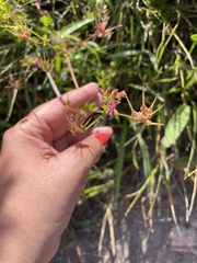 Pelargonium grossularioides
