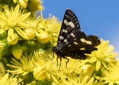 Phalaenoides tristifica