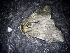 Peridea gigantea