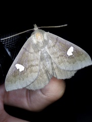 Edessena gentiusalis
