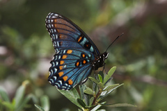 Limenitis arthemis arizonensis