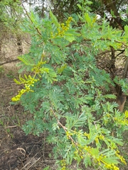 Vachellia karroo