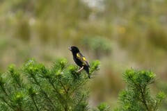 Euplectes capensis capensis