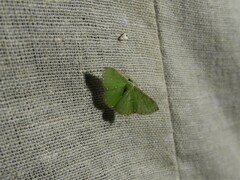 Argyrocosma inductaria