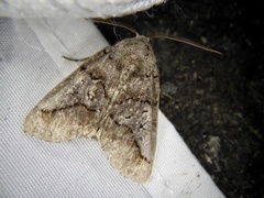 Protomiselia bilinea