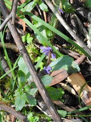 Ajuga australis
