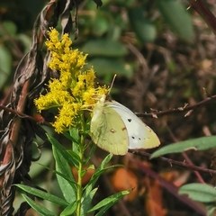 Colias poliographus