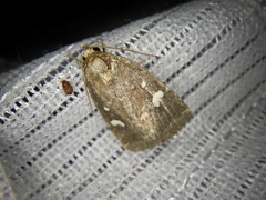Acosmetia biguttula