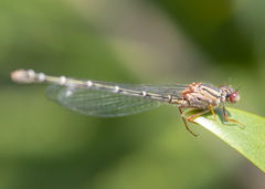 Xanthagrion erythroneurum