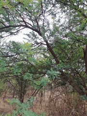 Vachellia karroo
