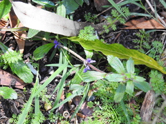 Ajuga australis