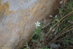 Spergularia media