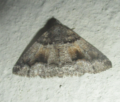 Pericyma atrifusa