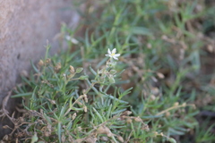 Spergularia media