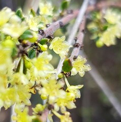 Phyllanthus occidentalis