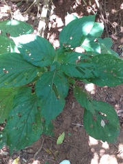 Isoglossa woodii
