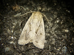 Spodoptera depravata