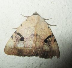 Hypopyra africana