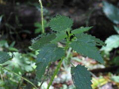 Urtica incisa