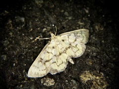 Goniorhynchus exemplaris