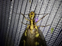 Protohermes grandis