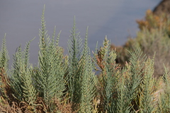 Arthrocaulon macrostachyum