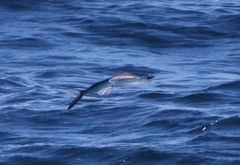 Cheilopogon