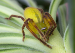 Neosparassus patellatus