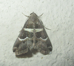 Grammodes stolida