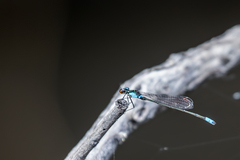 Pseudagrion sudanicum