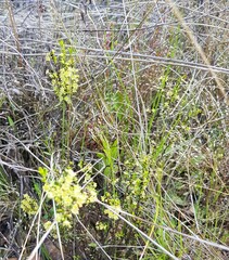 Phyllanthus occidentalis