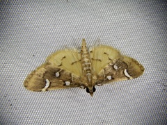 Cotachena alysoni