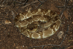Crotalus molossus molossus